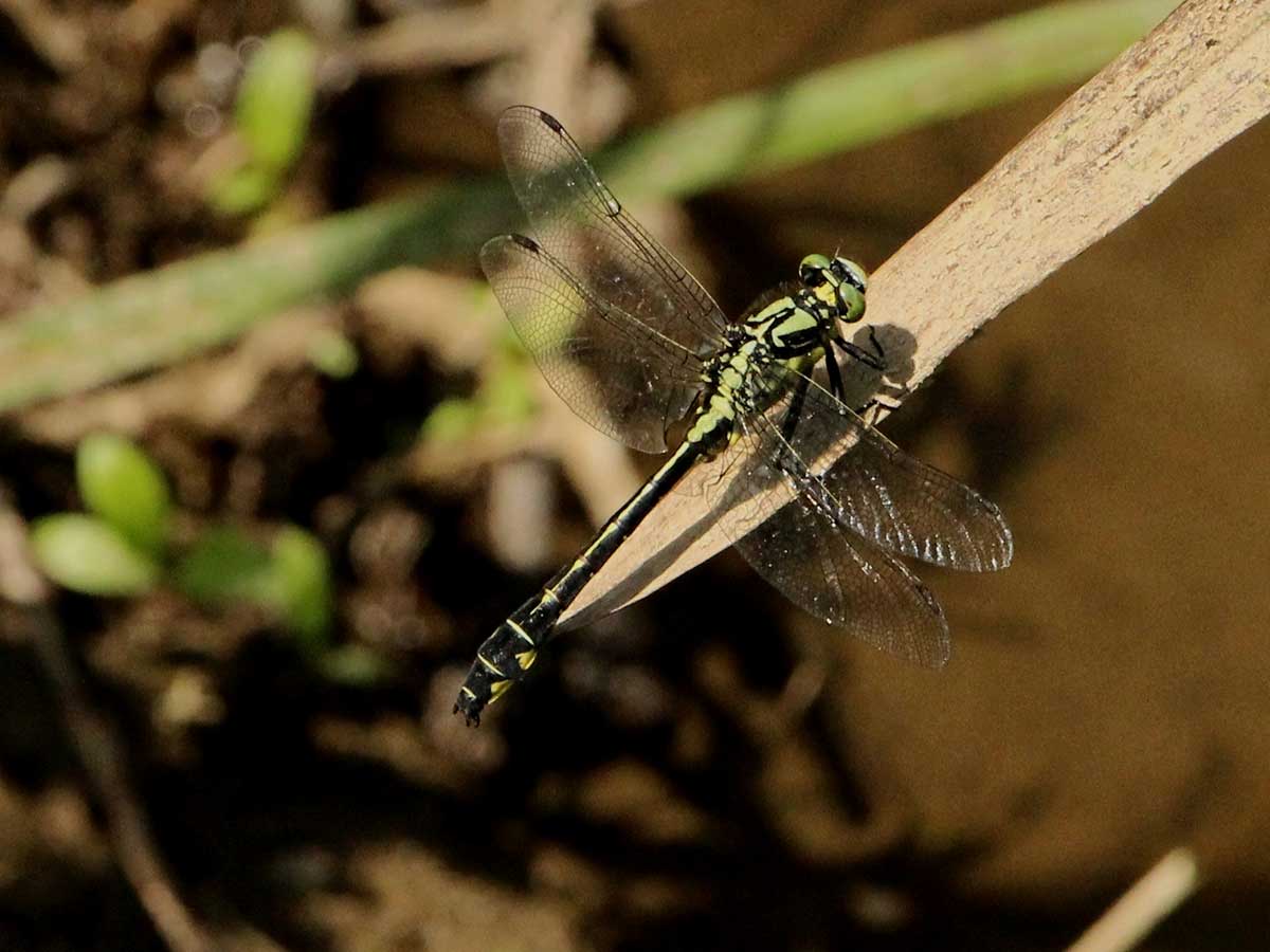 Gomphus_vulgatissimus